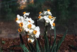Daffodils2.JPG (14720 bytes)