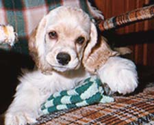 PUPPYSLIPPER.jpg (16904 bytes)