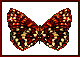 butterfly3.gif (11215 bytes)