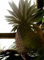 pinapple