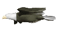eagle.gif (15341 bytes)