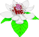 magnolia.gif (4102 bytes)